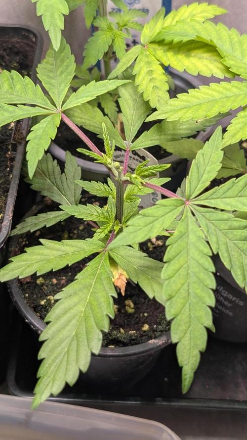 The Gassy One Super Sativa Seed Club. Week 5 - Day 32