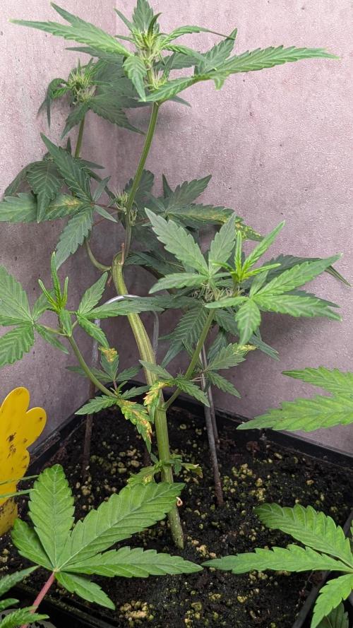 Purple Lemonade Auto Fast Buds Outdoor. Week 6 - Day 39