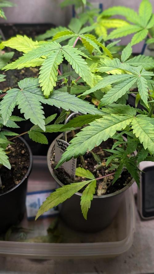 Strawberry Cola Sherbet F1 Fast Version. Week 5