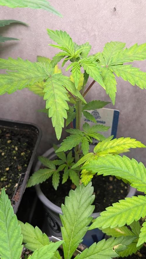 Violet Face Auto Anesia Seeds. Week 5 - Day 34
