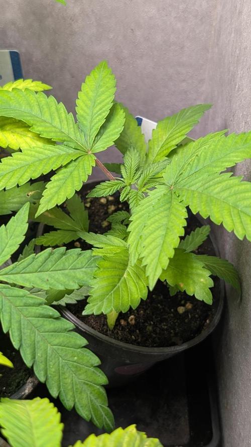 Super Boof Weed Seed Shop. Week 5 - Day 34