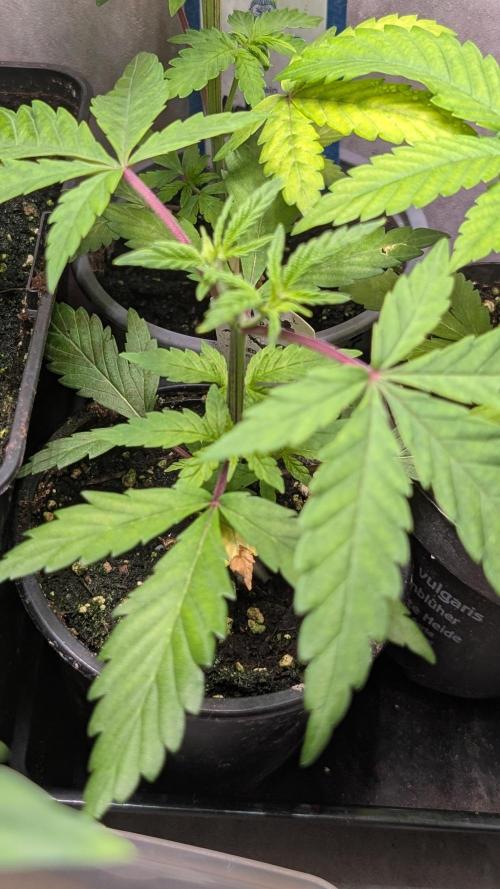 The Gassy One Super Sativa Seed Club. Week 5 - Day 34