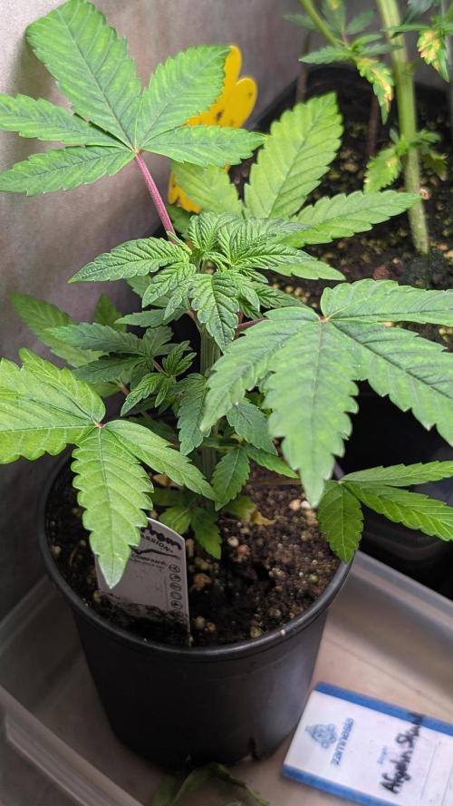Glue Prom Walipini Seeds. Week 6 - Day 41