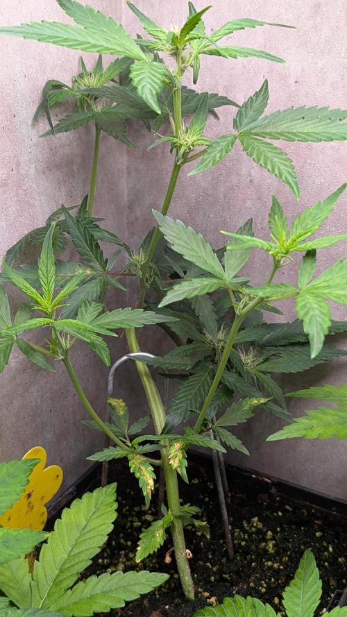 Purple Lemonade Auto Fast Buds Outdoor. Week 6 - Day 41
