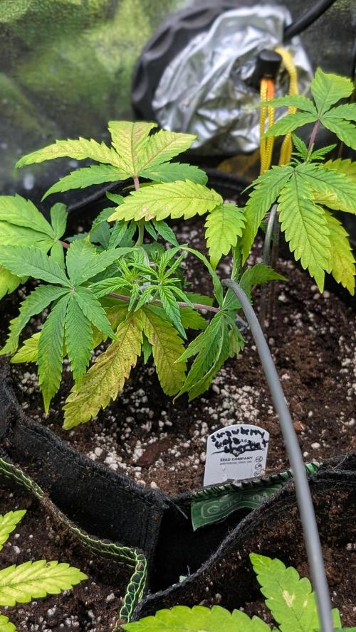 Strawberry Cola Sherbet F1 Fast Version. Week 6