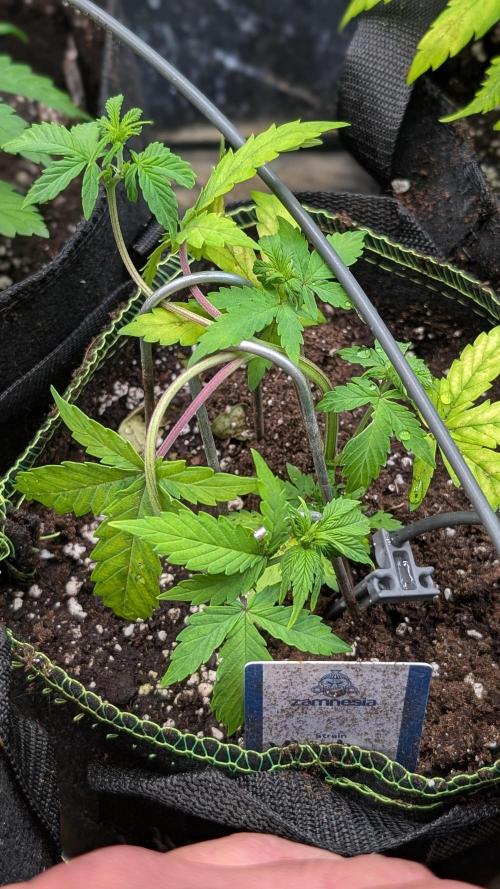 Violet Face Auto. Week 6