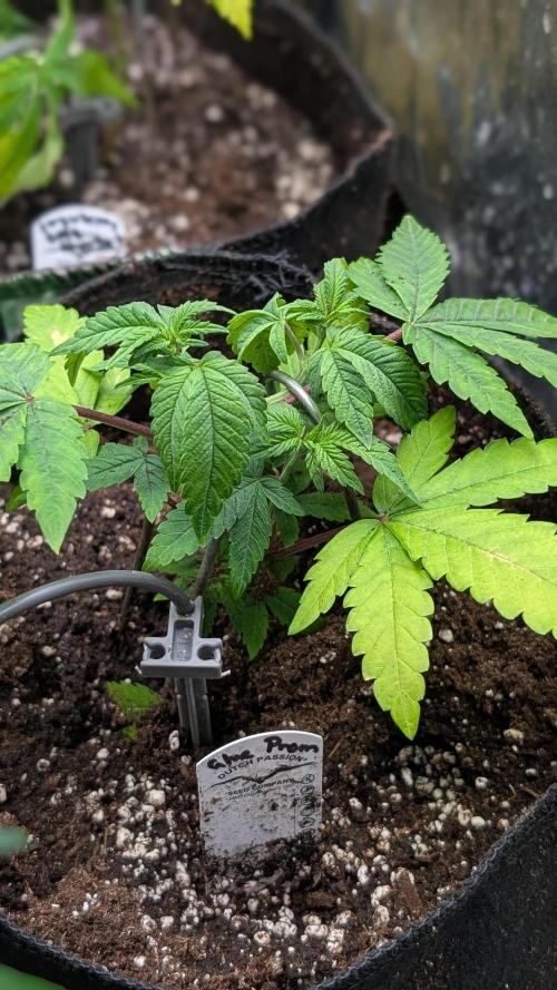 Glue Prom Walipini Seeds. Week 7 - Day 43