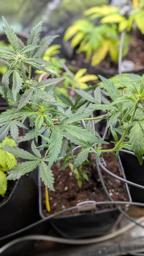 Purple Lemonade Auto Fast Buds Outdoor. Week 7 - Day 43