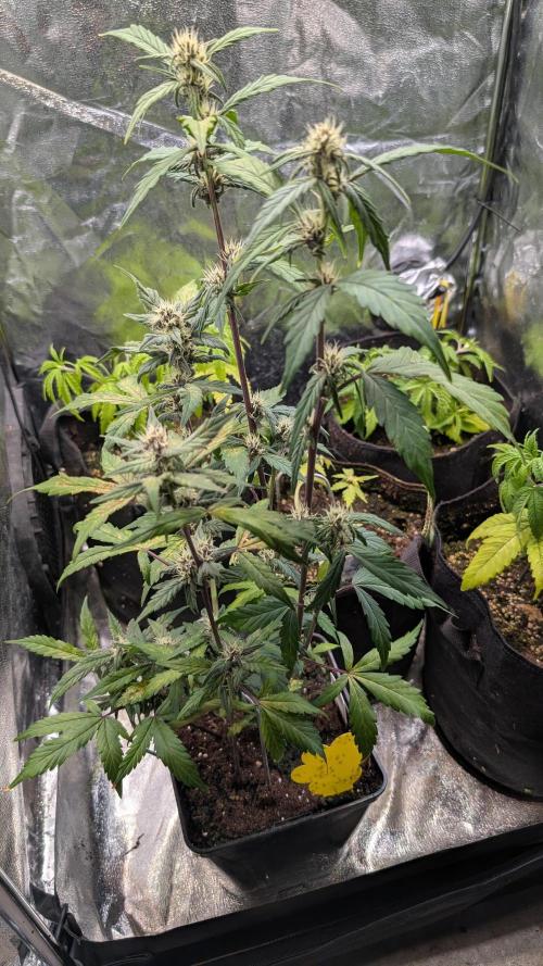Purple Lemonade Auto Fast Buds Outdoor. Week 8 - Day 54
