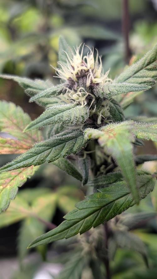 Purple Lemonade Auto Fast Buds Outdoor. Week 8 - Day 54