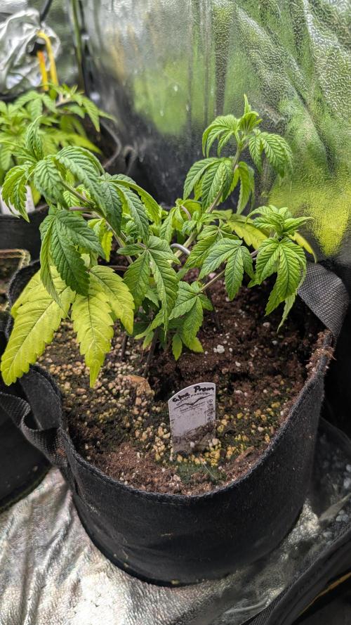 Glue Prom Walipini Seeds. Week 8 - Day 54