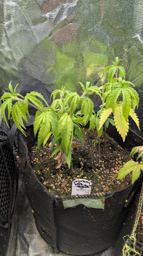 Strawberry Cola Sherbet F1 Sweet Seeds. Week 7 - Day 47