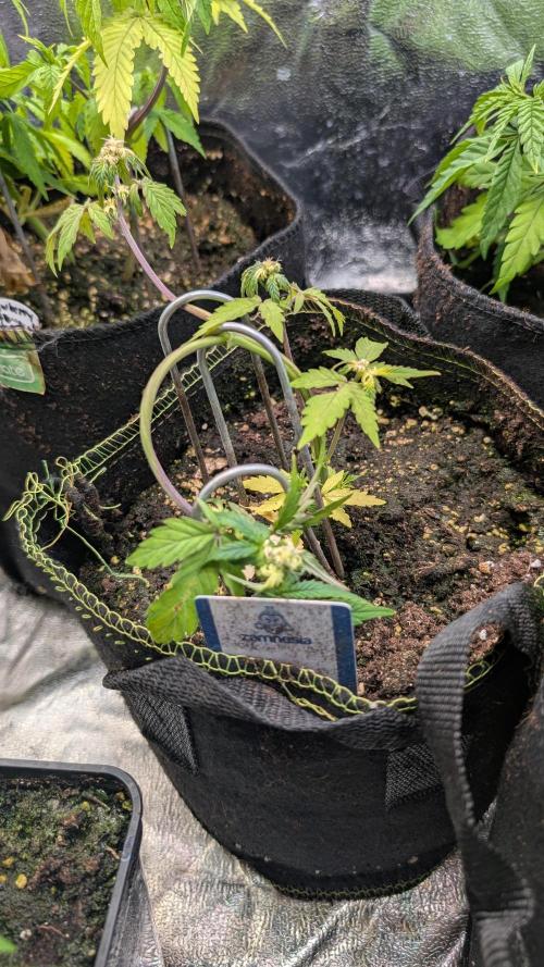 Violet Face Auto. Week 7