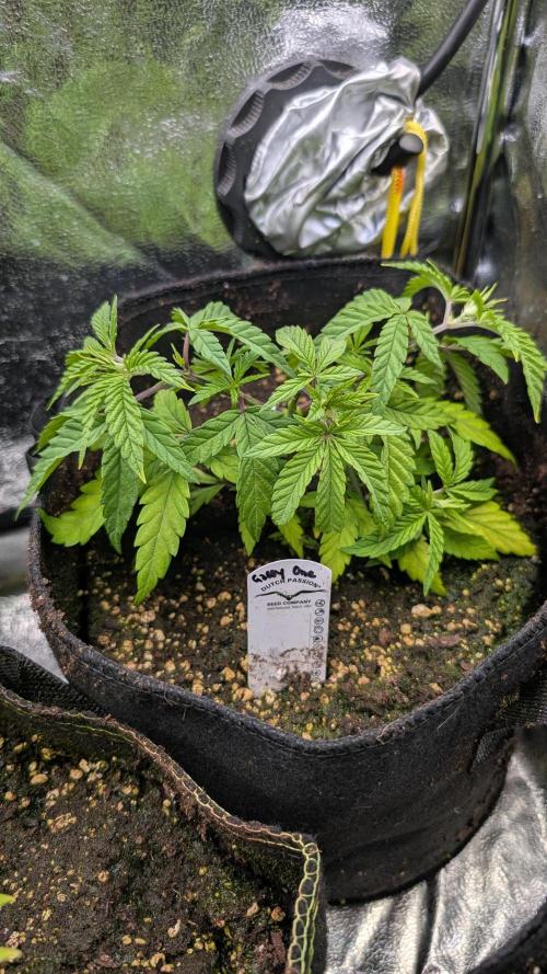 The Gassy One Super Sativa Seed Club. Week 7 - Day 47