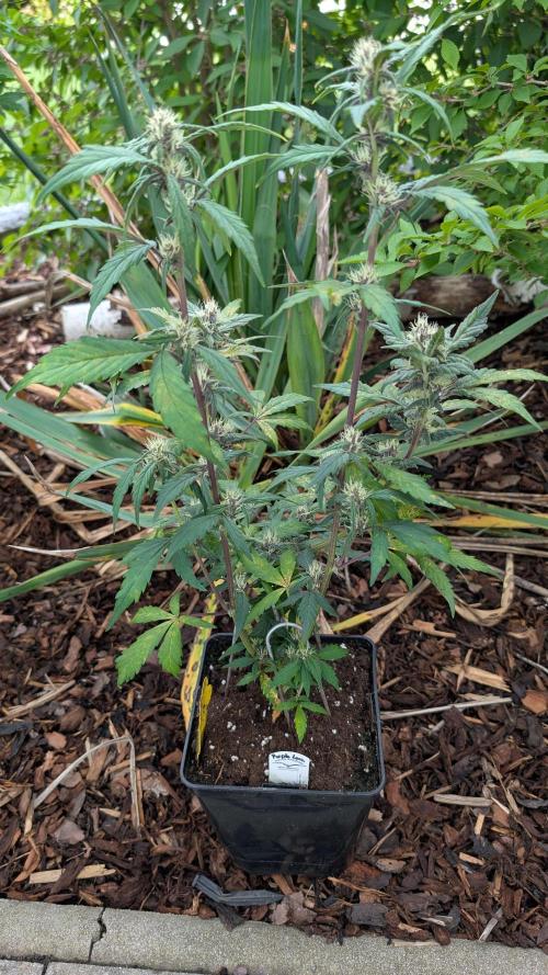 Purple Lemonade Auto Fast Buds Outdoor. Week 8 - Day 54