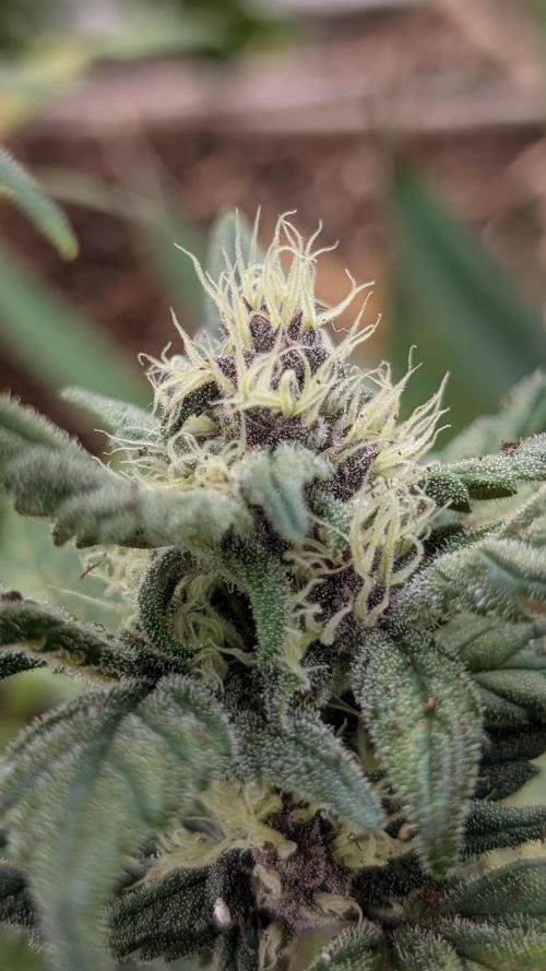 Purple Lemonade Auto Fast Buds Outdoor. Week 8 - Day 55