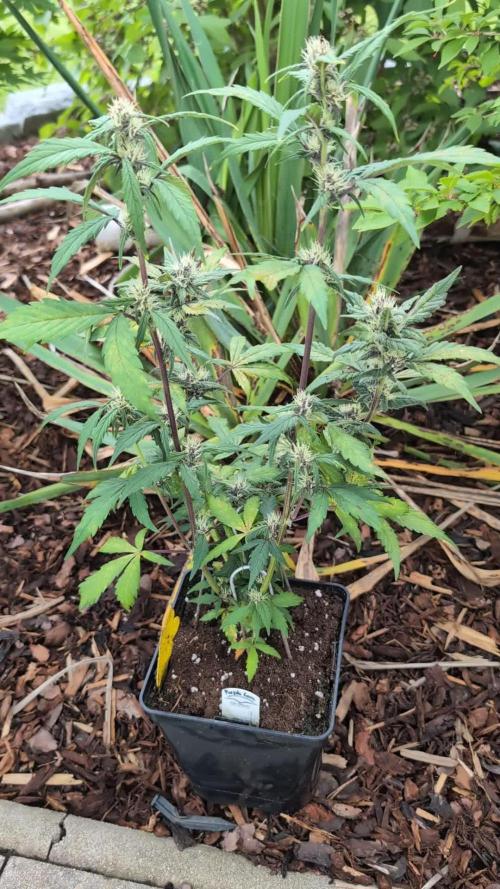 Purple Lemonade Auto Fast Buds Outdoor