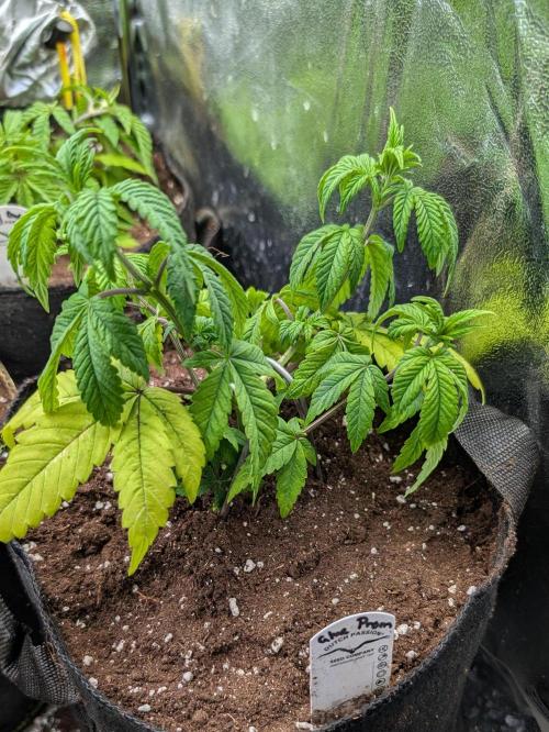 Glue Prom Walipini Seeds. Week 8 - Day 55