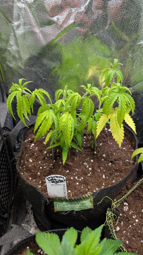 Strawberry Cola Sherbet F1 Sweet Seeds. Week 7 - Day 48
