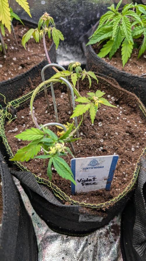 Violet Face Auto. Week 7