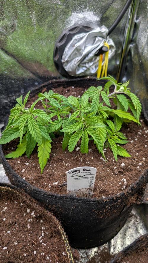 The Gassy One Super Sativa Seed Club. Week 7 - Day 48