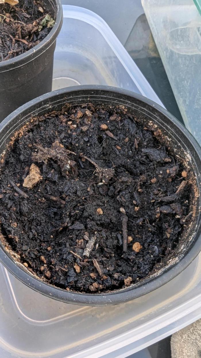 Afgahn Skunk Expert Seeds. Week 2