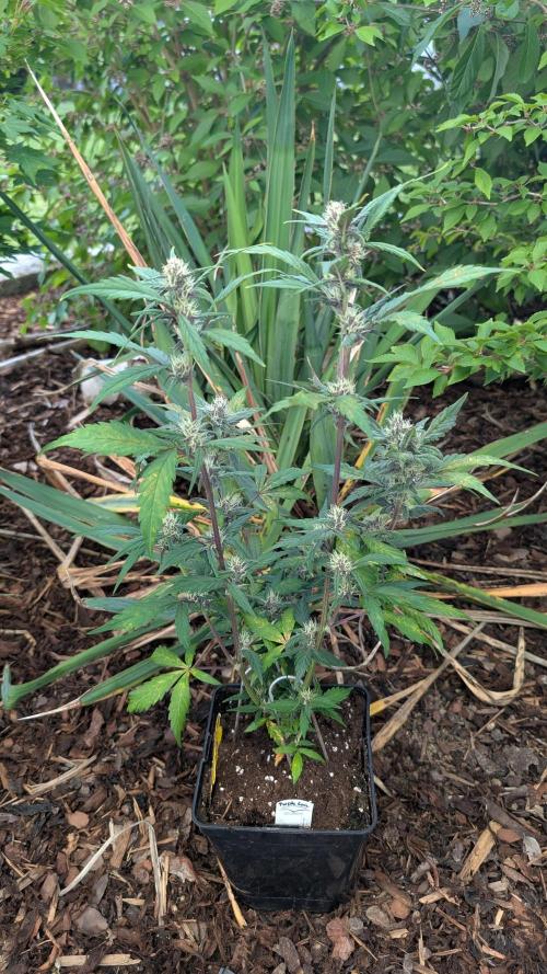Purple Lemonade Auto Fast Buds Outdoor. Week 8 - Day 56