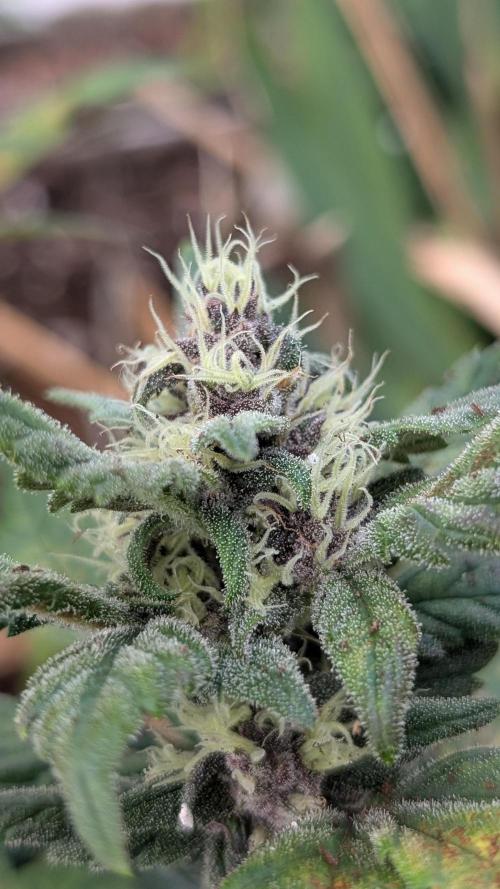 Purple Lemonade Auto Fast Buds Outdoor. Week 8 - Day 56