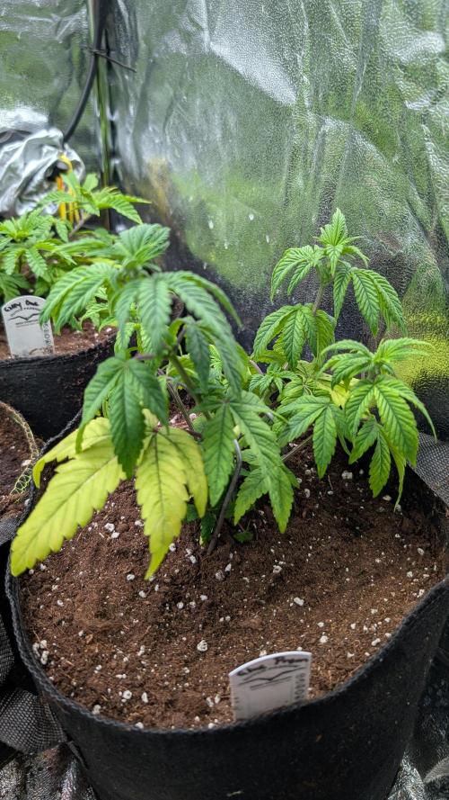 Glue Prom Walipini Seeds. Week 8 - Day 56