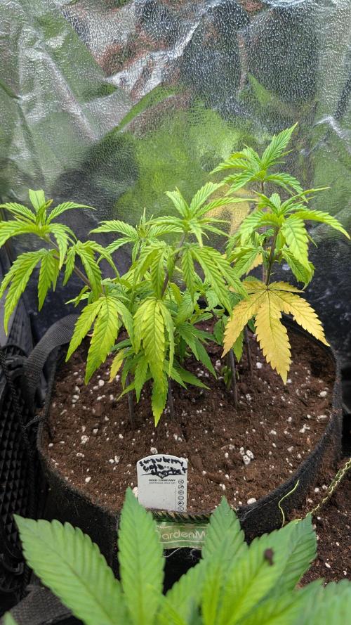 Strawberry Cola Sherbet F1 Sweet Seeds. Week 7 - Day 49