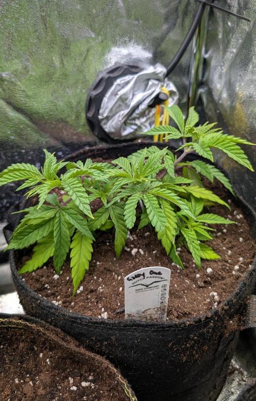 The Gassy One Super Sativa Seed Club. Week 7 - Day 49