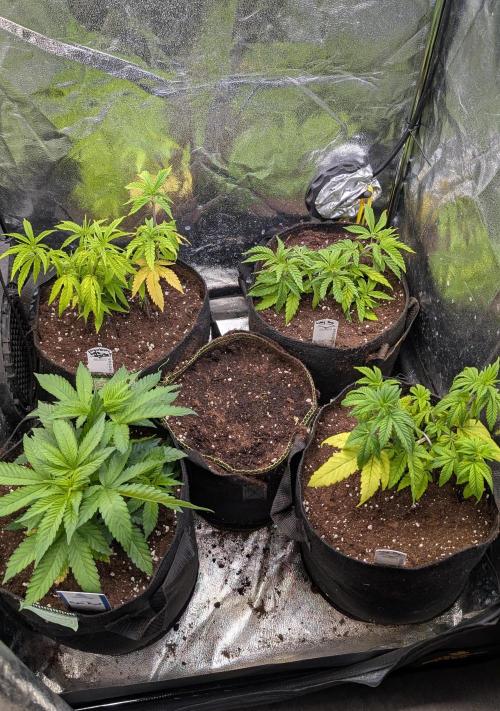 The Gassy One Super Sativa Seed Club. Week 7 - Day 49