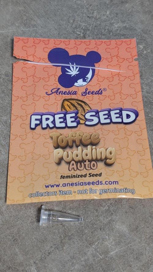 Toffee Pudding Auto Anesia Seeds. Week 0