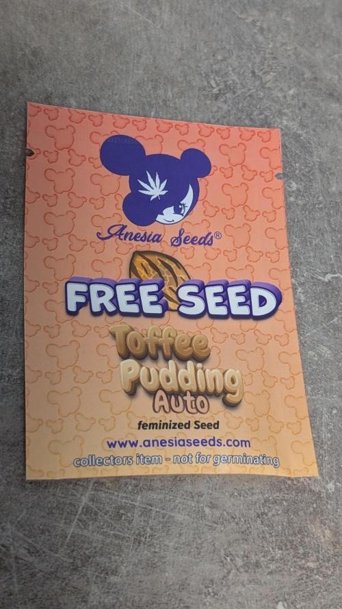 Toffee Pudding Auto Anesia Seeds. Week 0