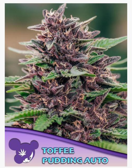 Toffee Pudding Auto Anesia Seeds. Week 0