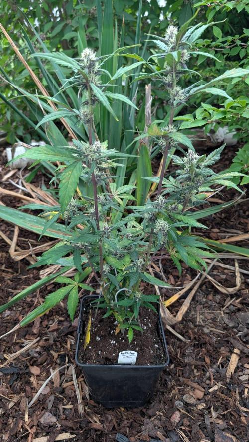 Purple Lemonade Auto Fast Buds Outdoor. Week 9 - Day 57