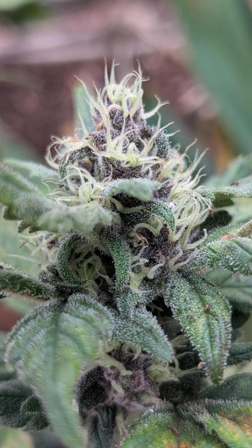 Purple Lemonade Auto Fast Buds Outdoor. Week 9 - Day 57