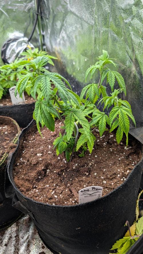 Glue Prom Walipini Seeds. Week 9 - Day 57