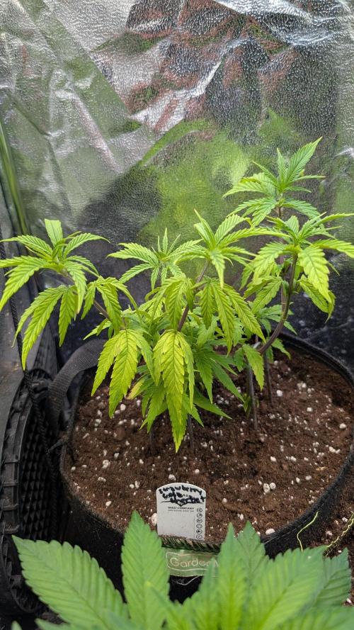 Strawberry Cola Sherbet F1 Sweet Seeds. Week 8 - Day 50