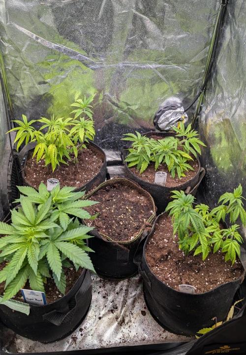 Super Boof Weed Seed Shop. Week 8 - Day 50