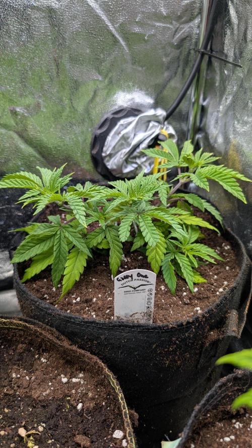 The Gassy One Super Sativa Seed Club. Week 8 - Day 50