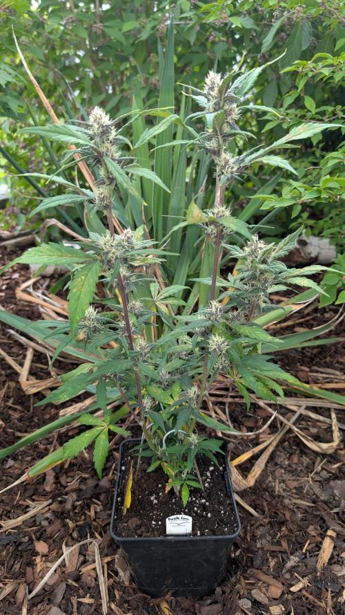 Purple Lemonade Auto Fast Buds Outdoor. Week 9 - Day 58