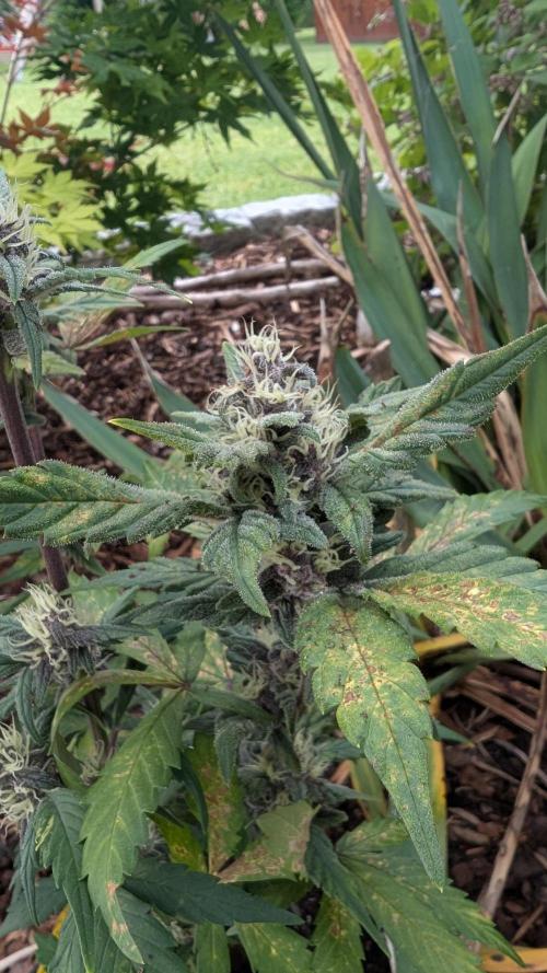 Purple Lemonade Auto Fast Buds Outdoor. Week 9 - Day 58