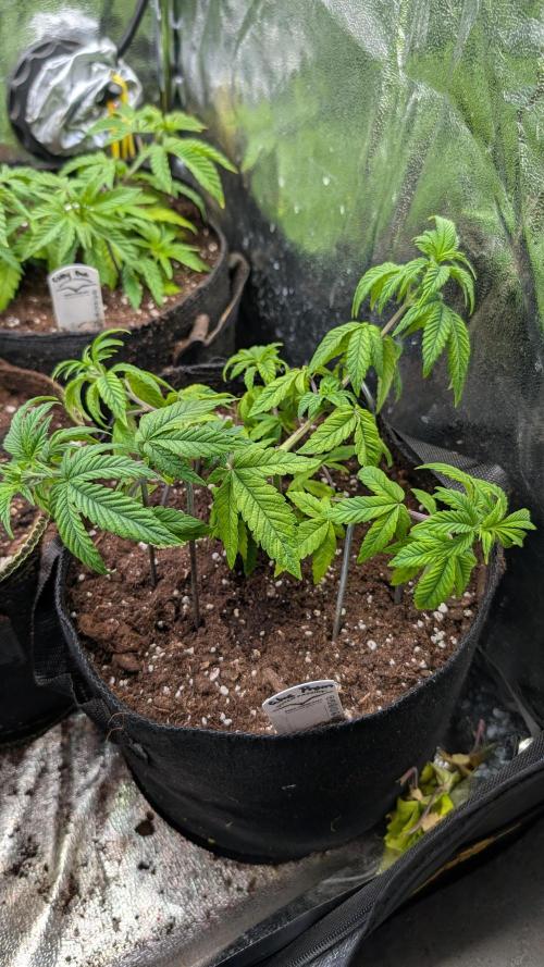 Glue Prom Walipini Seeds. Week 9 - Day 58