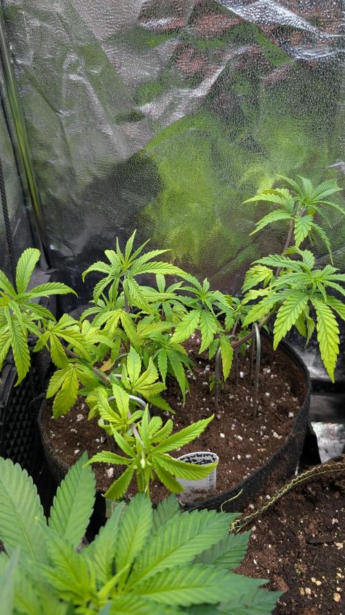 Strawberry Cola Sherbet F1 Sweet Seeds. Week 8 - Day 51