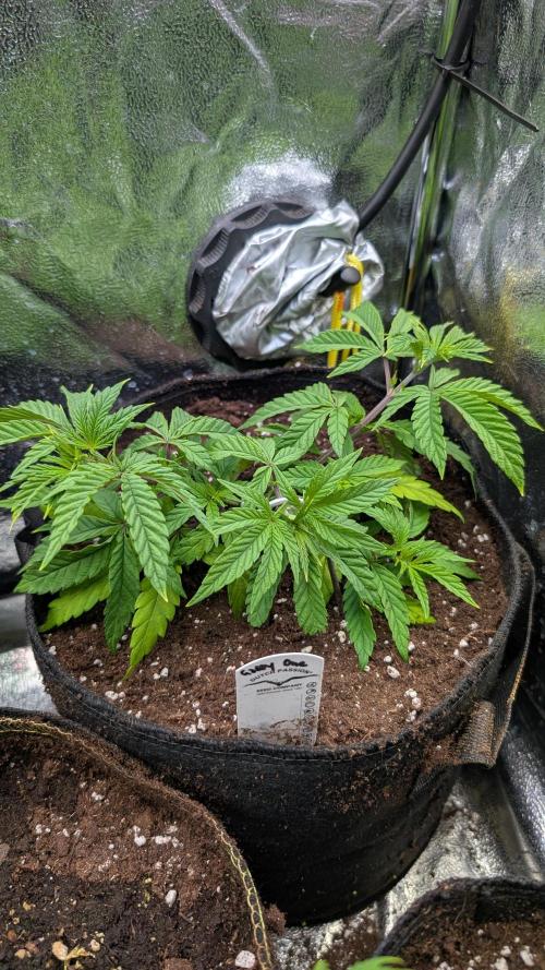 The Gassy One Super Sativa Seed Club. Week 8 - Day 51