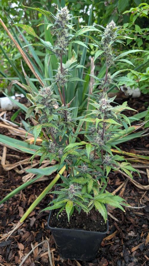 Purple Lemonade Auto Fast Buds Outdoor. Week 9 - Day 60