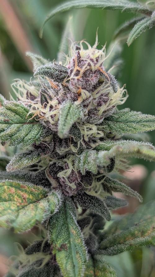 Purple Lemonade Auto Fast Buds Outdoor. Week 9 - Day 60