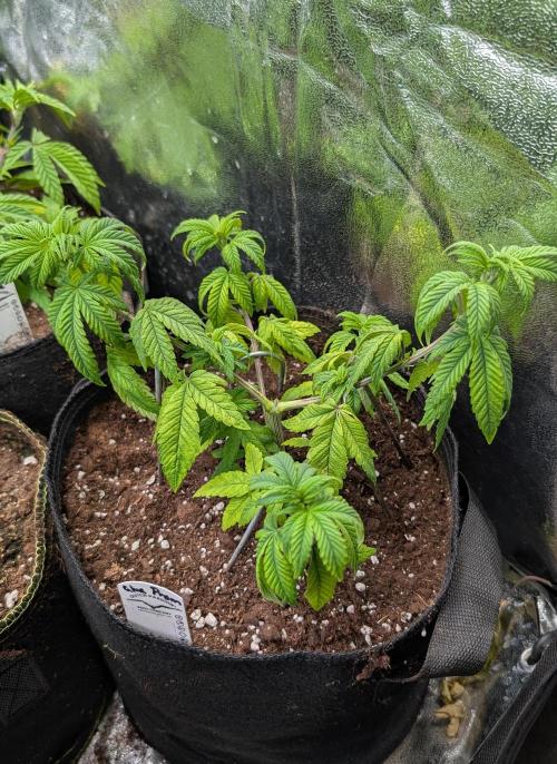 Glue Prom Walipini Seeds. Week 9 - Day 60