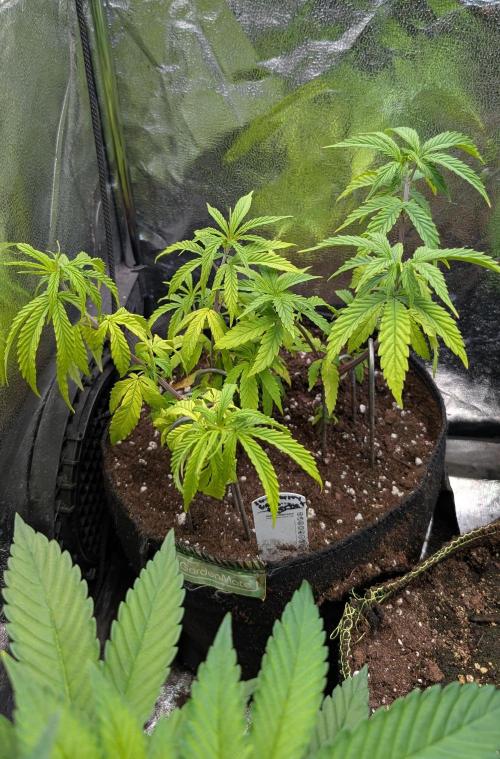 Strawberry Cola Sherbet F1 Fast Version. Week 8